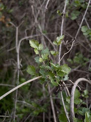 Clematis pauciflora