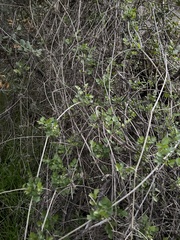 Clematis pauciflora