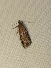 Euzophera semifuneralis