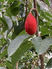 Sterculia quadrifida