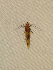 Epicallima argenticinctella