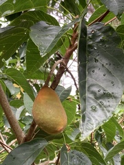 Sterculia quadrifida