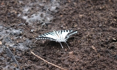 Graphium nomius