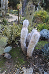 Cephalocereus senilis