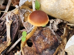 Pholiotina rugosa