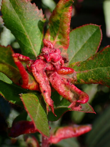 Manzanita Leafgall Aphid photo 6