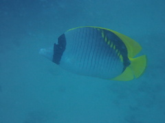 Chaetodon lineolatus