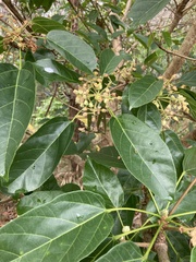 Sterculia quadrifida