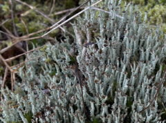 Cladonia squamosa