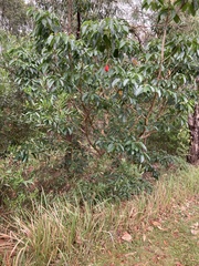 Sterculia quadrifida