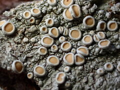 Lecanora caesiorubella