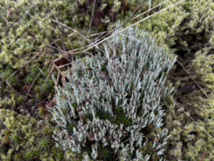 Cladonia squamosa