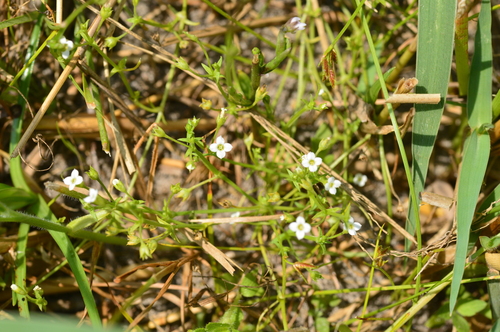 Mitrasacme indica iNat (3)
