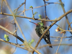Cynanthus latirostris