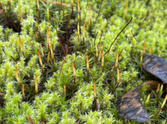 Racomitrium elongatum