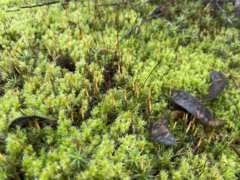 Racomitrium elongatum