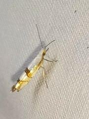 Argyresthia oreasella
