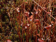 Polytrichum juniperinum