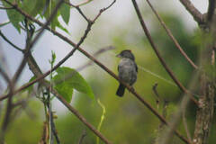 Coryphospingus pileatus