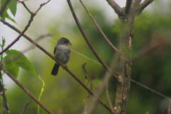 Coryphospingus pileatus
