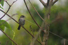 Coryphospingus pileatus