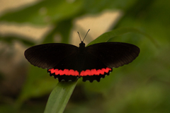 Biblis aganisa