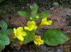 Lindenbergia muraria