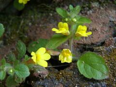 Lindenbergia muraria