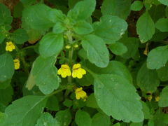 Lindenbergia muraria