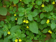 Lindenbergia muraria