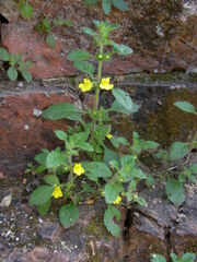 Lindenbergia muraria
