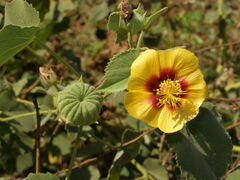 Abutilon