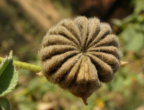 Florida Keys Indian mallow