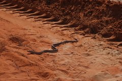 Pituophis melanoleucus mugitus