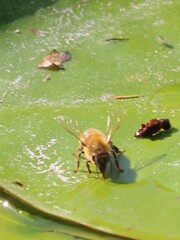 Apis mellifera