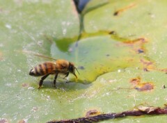 Apis mellifera