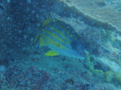 Lutjanus kasmira