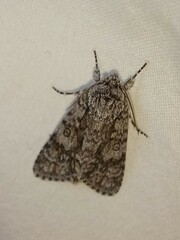 Acronicta impressa