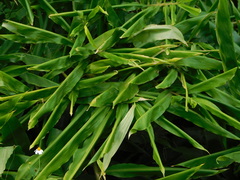 Zingiberaceae