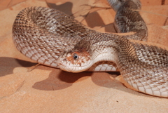 Pituophis melanoleucus mugitus