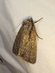 Acronicta hasta