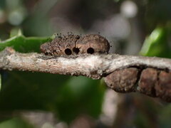 Disholandricus chrysolepidis