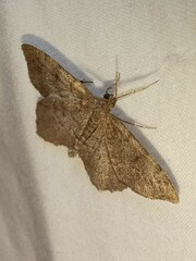 Hypagyrtis piniata