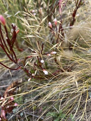 Epilobium melanocaulon