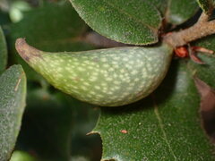 Heteroecus pacificus