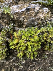 Racomitrium aciculare