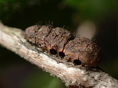 Disholandricus chrysolepidis