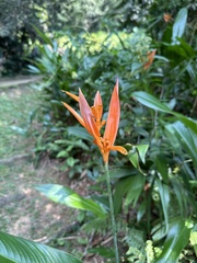 Heliconia psittacorum