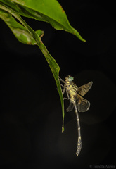 Austrogomphus amphiclitus