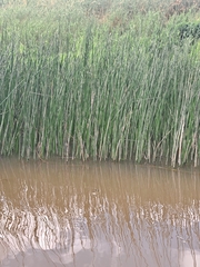 Eleocharis sphacelata